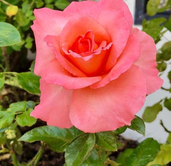 آپارتمان 3 خوابه, Hacienda Motor Lodge