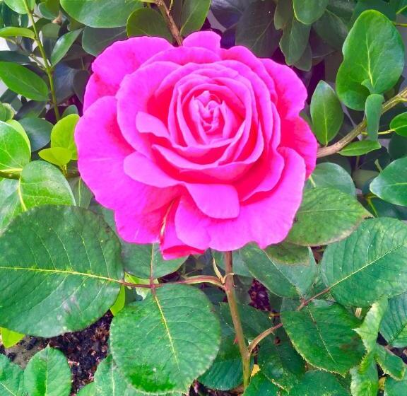 آپارتمان 3 خوابه, Hacienda Motor Lodge