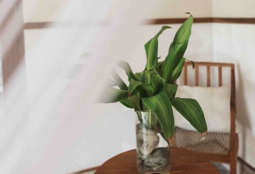 디럭스 트리플 룸, The Nuga House