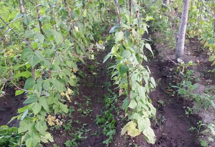 חדר סטנדרט נוף לגינה, Verishen Guest House B&b