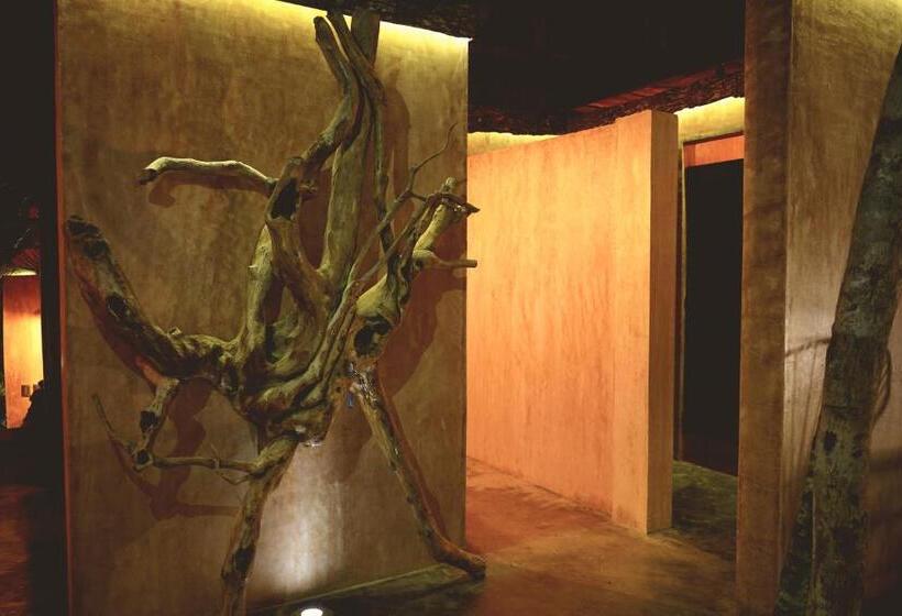 اتاق استاندارد با سرویس بهداشتی مشترک, Bufo Alvarius