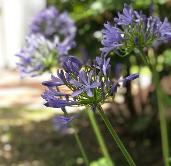 بنجلو قياسى, La Petite Maison San Isidro