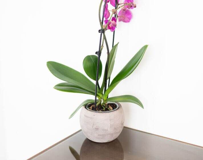 エコノミールーム, B&b Prochytea