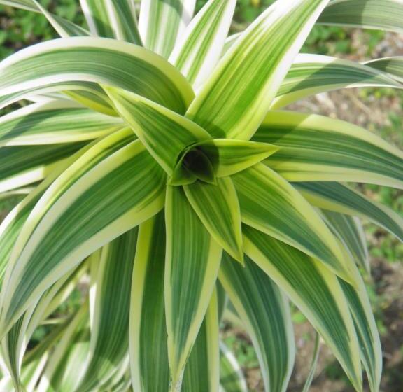 استودیوی استاندارد, Bellevue Suites