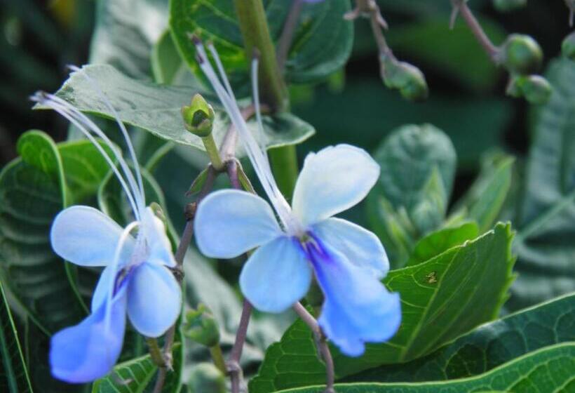 آپارتمان 1 خوابه با چشمانداز, Bellevue Suites