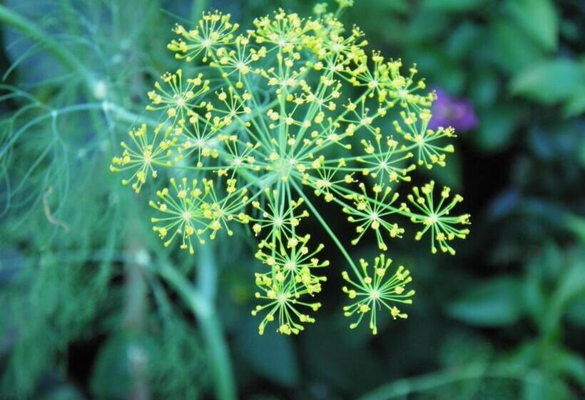 آپارتمان 1 خوابه با چشمانداز, Bellevue Suites