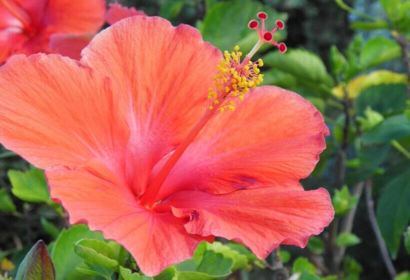 آپارتمان 1 خوابه با چشمانداز باغ, Bellevue Suites