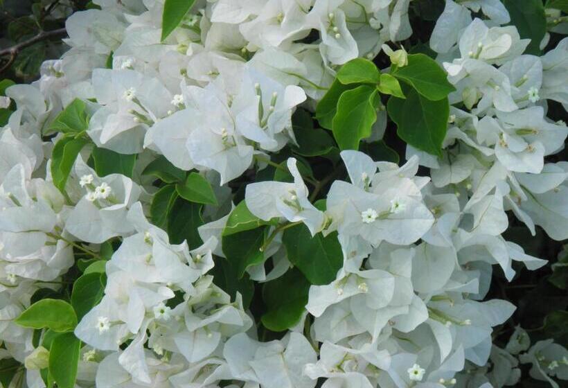 استودیوی استاندارد, Bellevue Suites