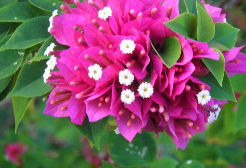 آپارتمان 1 خوابه با چشمانداز باغ, Bellevue Suites