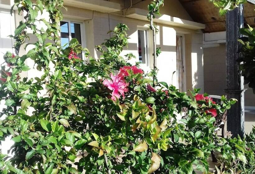 استودیو کامفورت, Le Tournesol