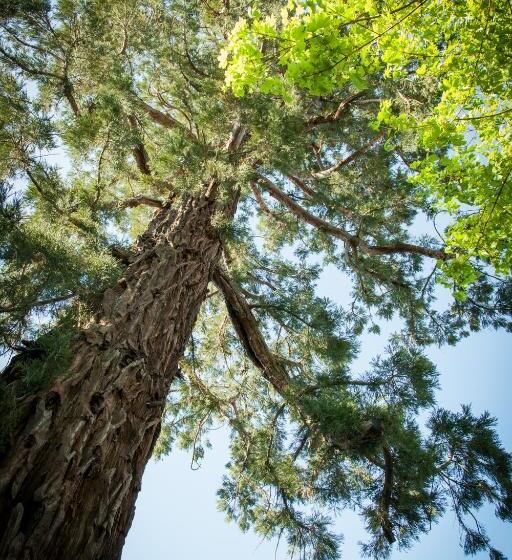 ガーデンビュースタンダードルーム, Il était Une Fois Chez Moi