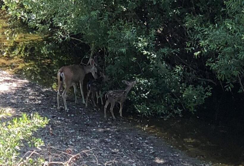 带阳台套房, Olallieberry Inn Bed And Breakfast