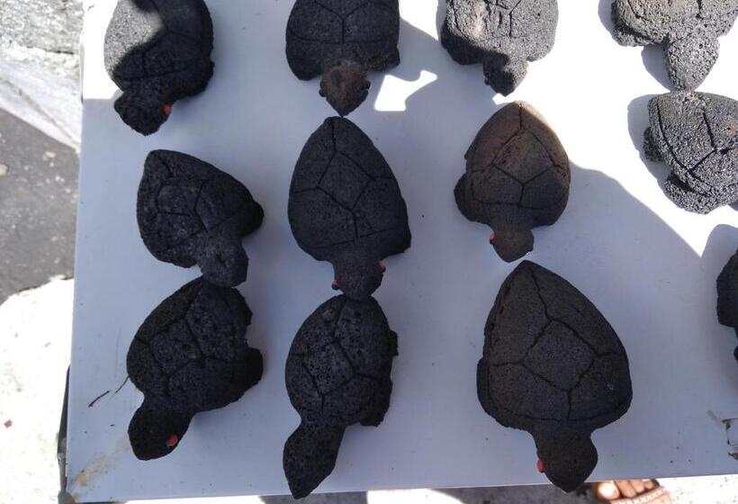 اتاق عادی, Ciza E Rose