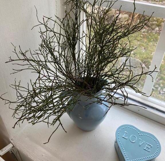 Номер Стандарт Совместная Ванная, Skrattande Ko