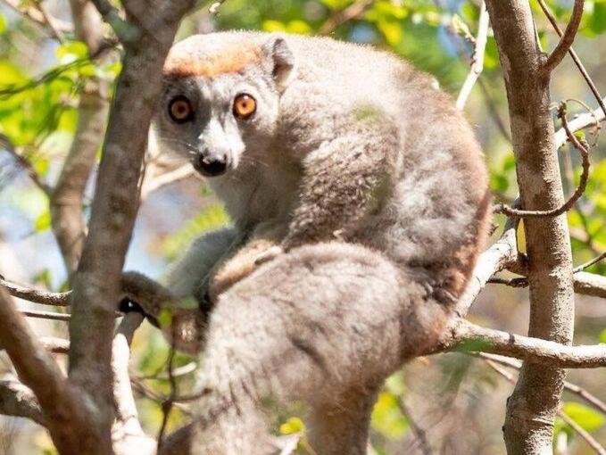 חדר משפחתי נוף לגינה, Mazava Loha Resort