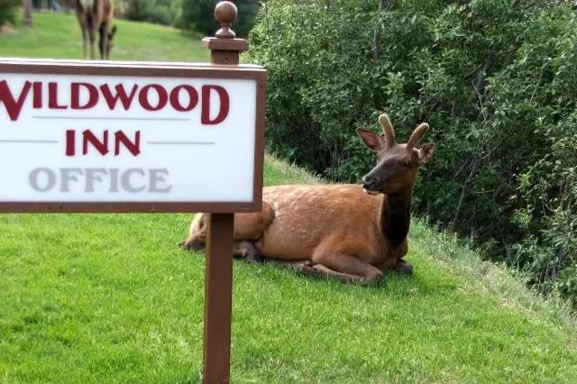 Sviitti Vuoristonäkymä, Wildwood Inn
