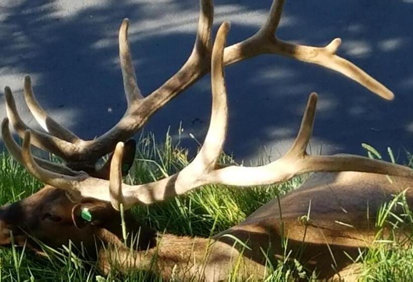 デラックススタジオ, Wildwood Inn