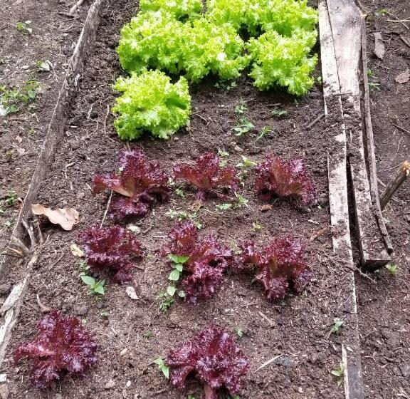 Бунгало Deluxe, La Zenerchi