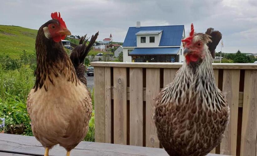 اتاق چهار تخته با دستشویی مشترک, Vík Hostel