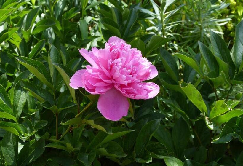 Номер Стандарт Вид на Сад, Villa Thebaide Chambres D Hotes