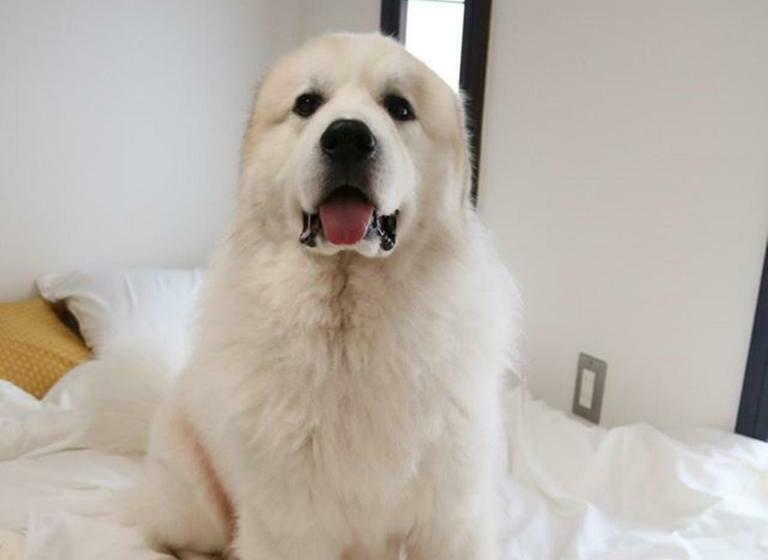 4인용 스탠다드 룸, Miyajima Shiro