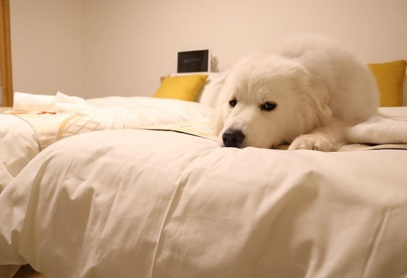 스탠다드 트리플 룸, Miyajima Shiro