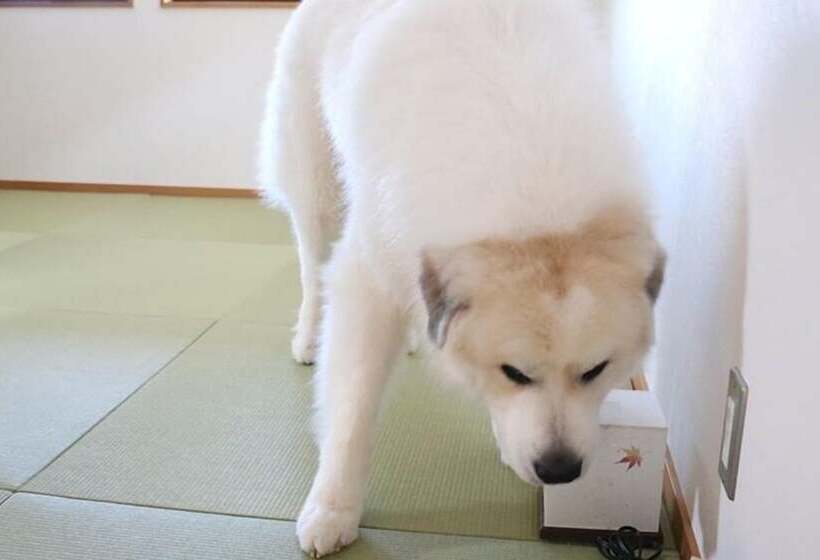 패밀리 스위트, Miyajima Shiro