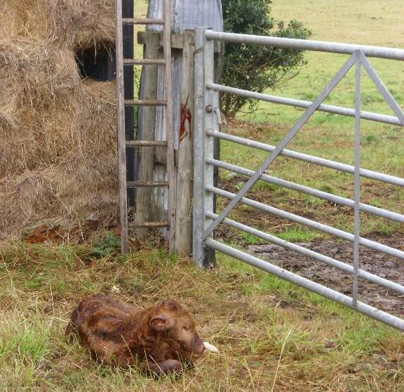 Camera Tripla Standard, Ty Llew