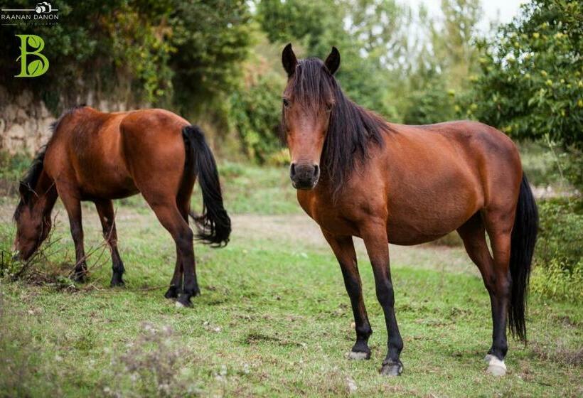 ビラホテル１ベッドルーム, Quinta Da Bouça   Agroturismo