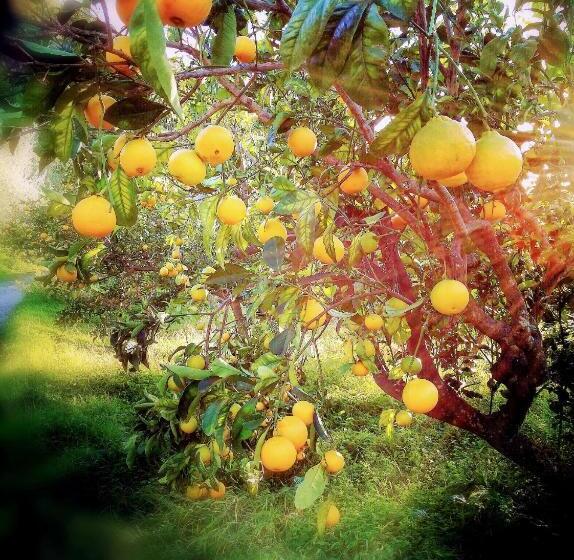 דירת חדר נוף לים, Agriturismo Aiolia   Panorama Eolie