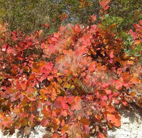 ویلای 2 خوابه, Calmancino Delle Selve