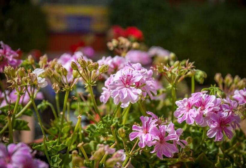 اتاق استاندارد چهار تخته, Romerito