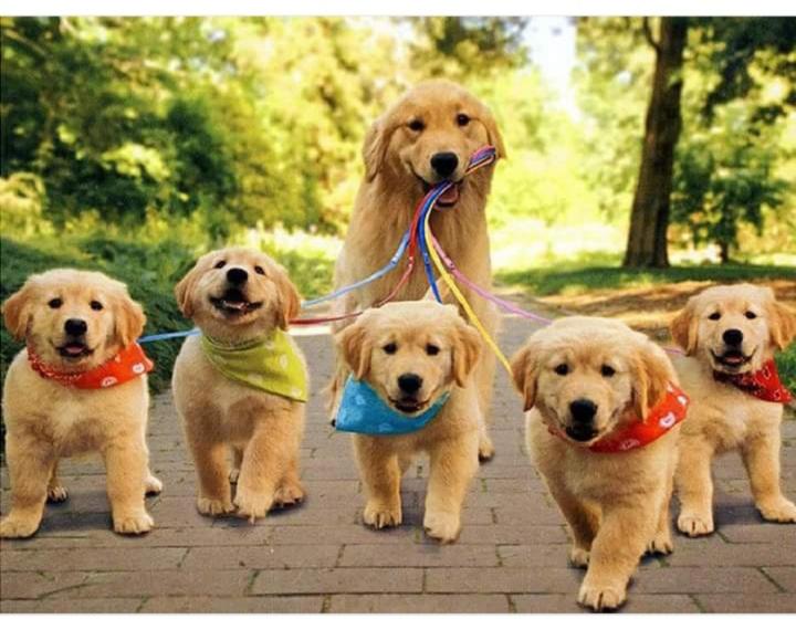 חדר סטנדרט, Pousada Brasil Paraty