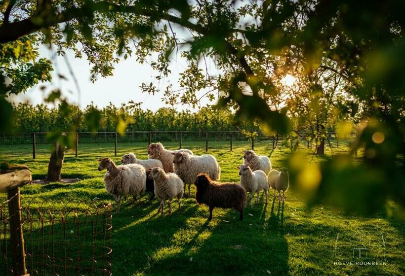غرفة ديلوكس, Hoeve Roosbeek