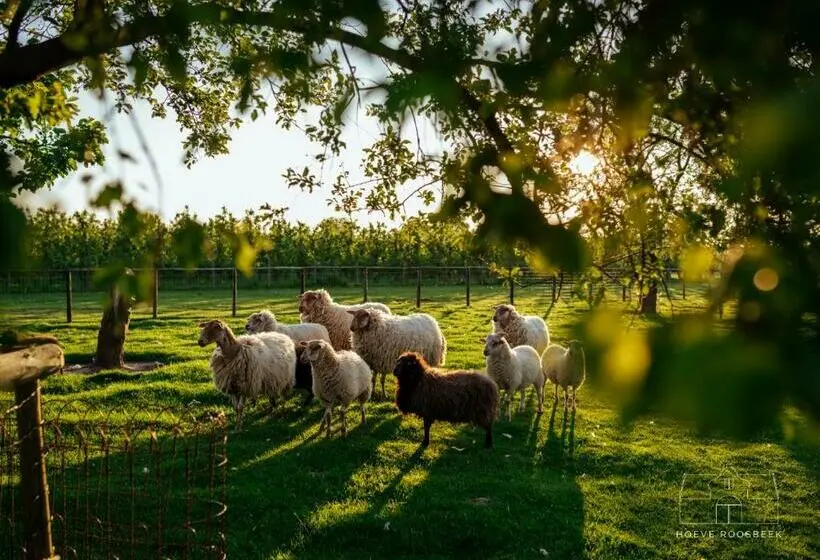 デラックスルーム, Hoeve Roosbeek