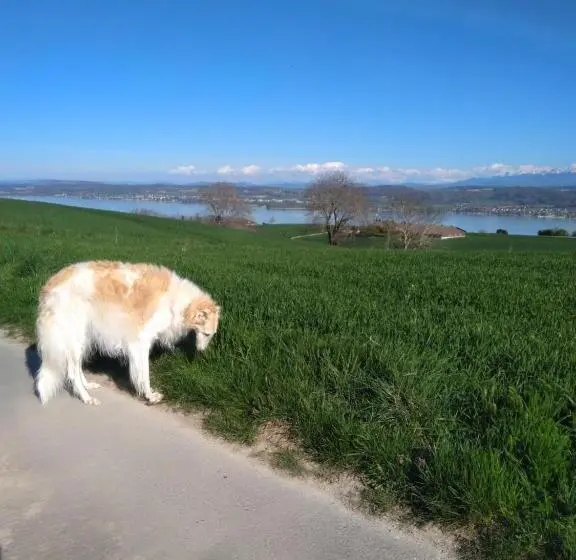 1 Bedroom Apartment Lake View, Swiss Borzoi House