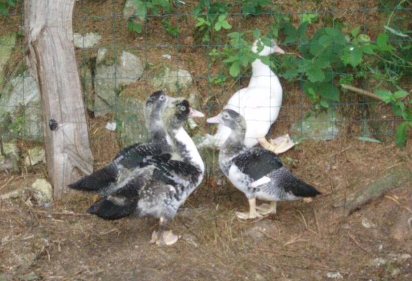 غرفة قياسية ثلاثية, Ferme Du Haut Barba