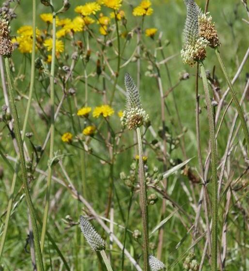 إستوديو قياسى, Villa Cavalletti Appartamenti