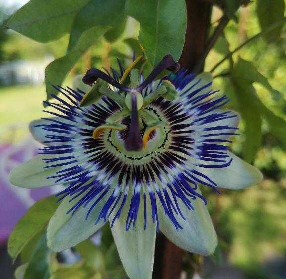 חדר סטנדרט לשלושה, Les Mesanges