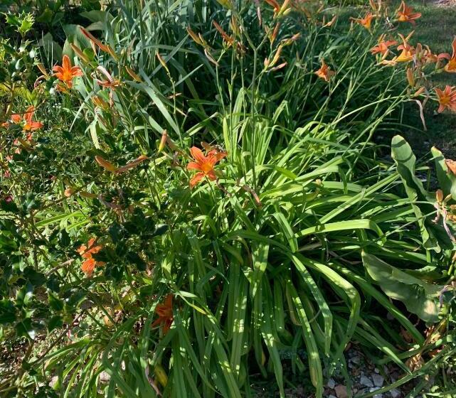 Номер Deluxe, Maison D Hôtes La Chabanaise   Marais Poitevin