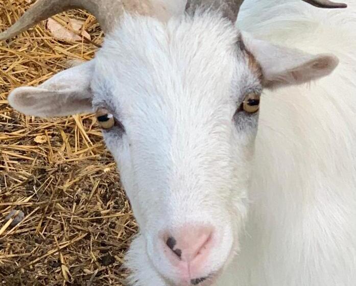 Семейный Номер, Maison D Hôtes La Chabanaise   Marais Poitevin