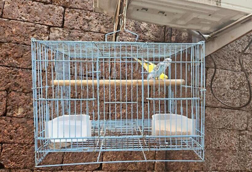 스탠다드 룸, Piggy Hostel Calangute