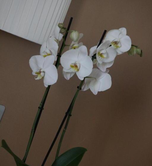 수피리어 룸, Regit