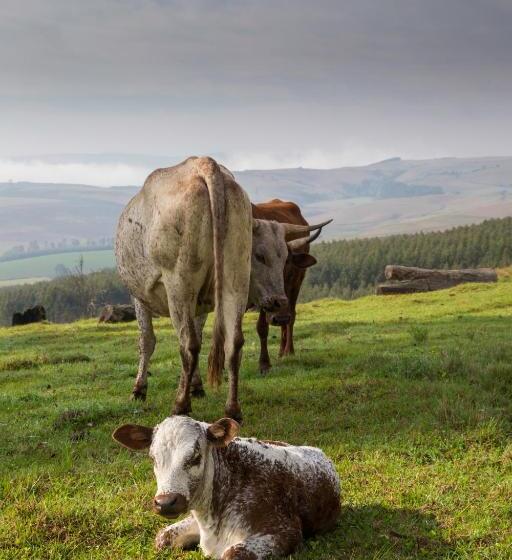 בית, 2 חדרי שינה, Beverley Country Cottages