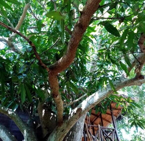 Дом 1 Спальня, Green Park Safari House & Eco Tree House