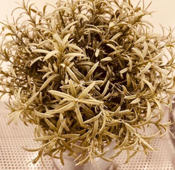 اتاق استاندارد, Vilhelmine