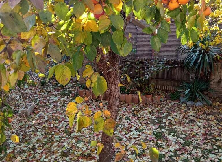 اتاق استاندارد سه نفره, Kizikis Kari