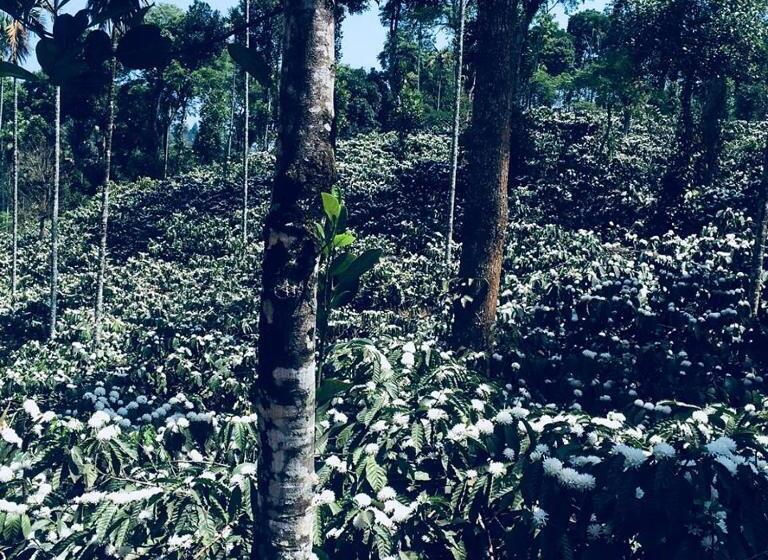 Willa 1 Sypialnia, Pristine Hills