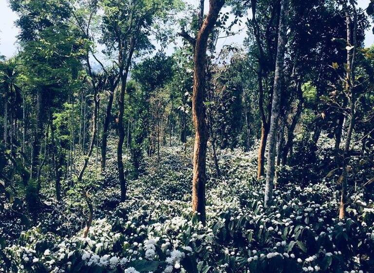 Willa 1 Sypialnia, Pristine Hills