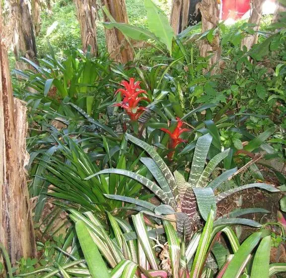 Deluxe-studio, The Casita At The Boquete Hacienda